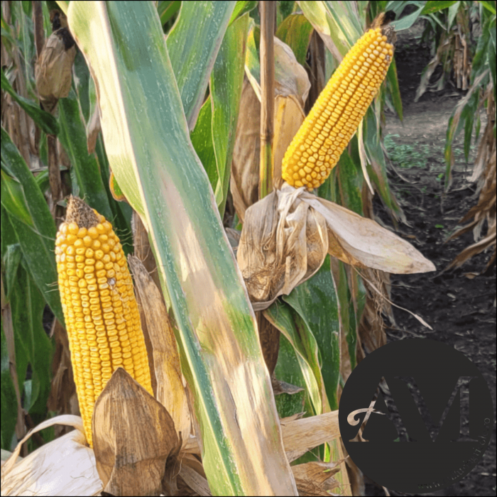Semințe porumb ESTEVIO grupa FAO 350 [3]