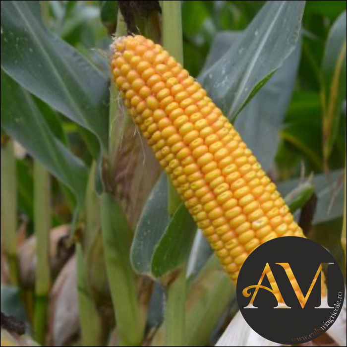 Semințe porumb extra-timpuriu RGT MAXXATAC grupa FAO 240 [2]