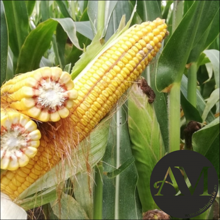 Semințe porumb FILIGRAN grupa FAO 450 [2]
