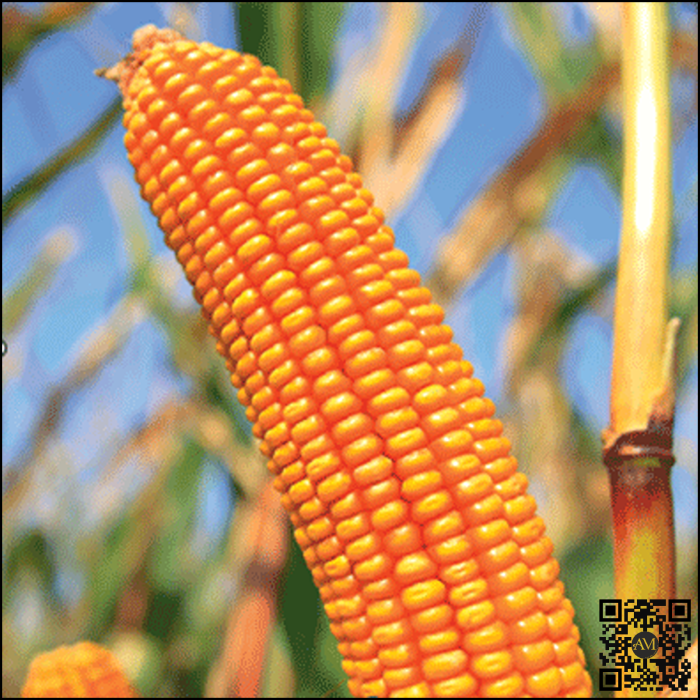 Semințe porumb GALLARDO grupa FAO 250 [2]