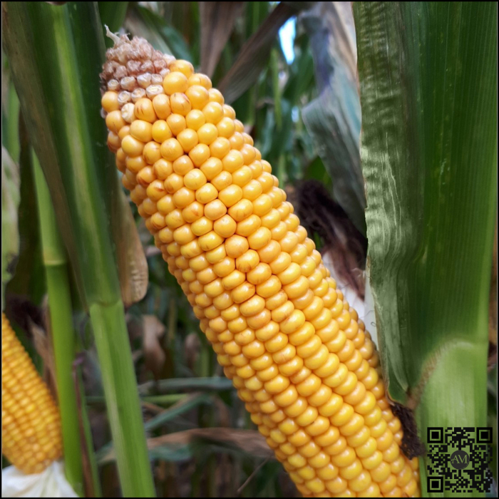 Semințe porumb GRIGRI CS grupa FAO 280 [2]