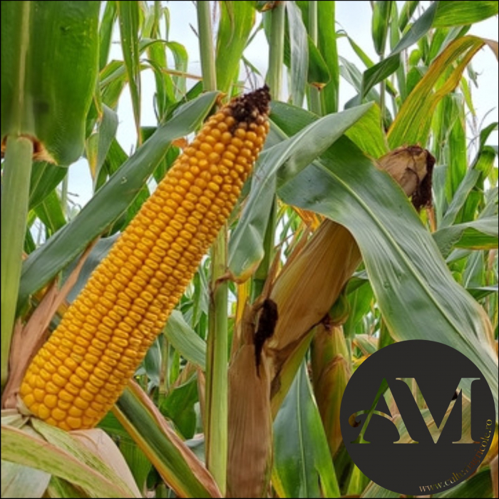 Semințe porumb ILIRKA FAO grupa 360-380 [2]