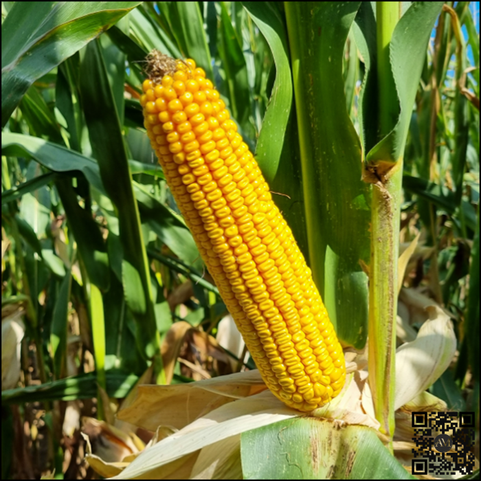 Semințe porumb IZZLI grupa FAO 450 [2]