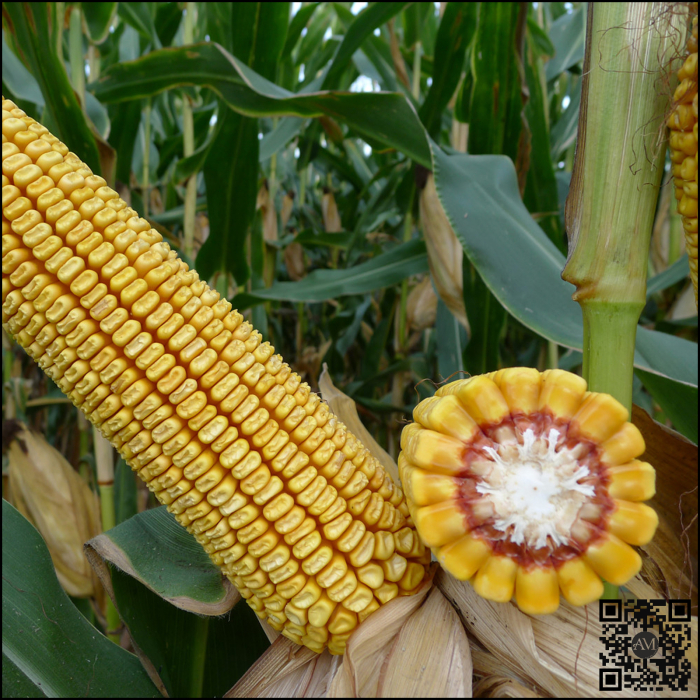 Semințe porumb KONSENS grupa FAO 560 [2]