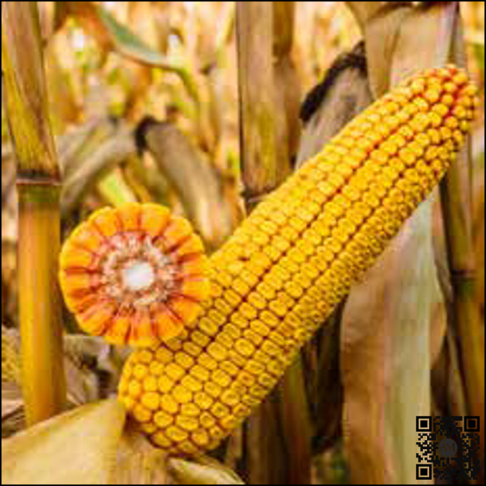 Semințe porumb KWS 2370 grupa FAO 290 [2]