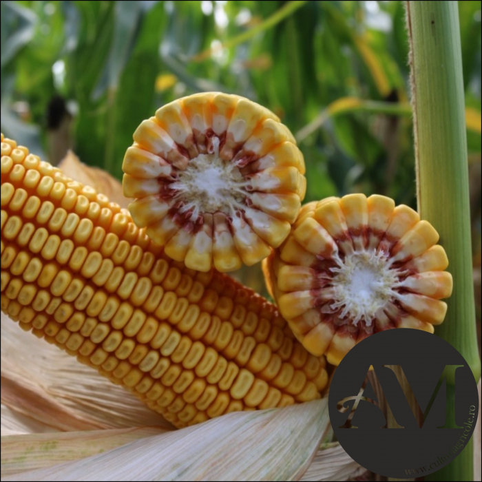 Semințe porumb KWS ADONISIO INITIO grupa FAO 340 [2]