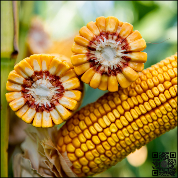 Semințe porumb KWS BANATO INITIO grupa FAO 430 [2]