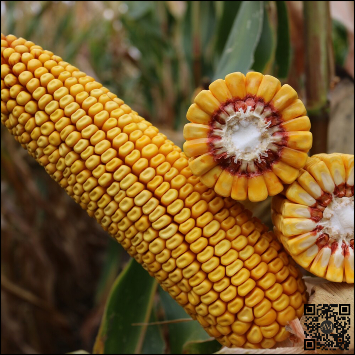 Semințe porumb KWS GENTO INITIO grupa FAO 440 [2]