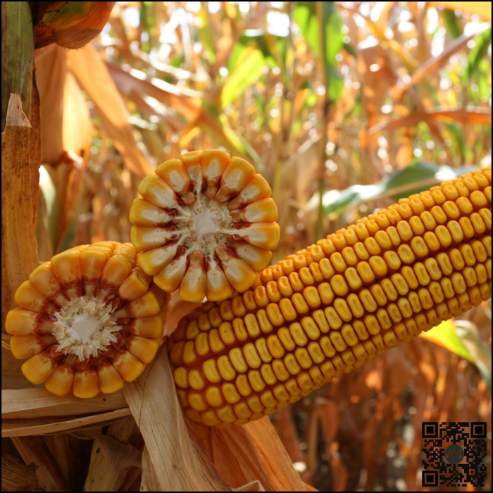 Semințe porumb KWS KASHMIR INITIO grupa FAO 370 [2]