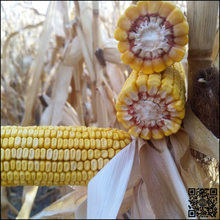 Semințe porumb KWS LAURO INITIO grupa FAO 300 [2]