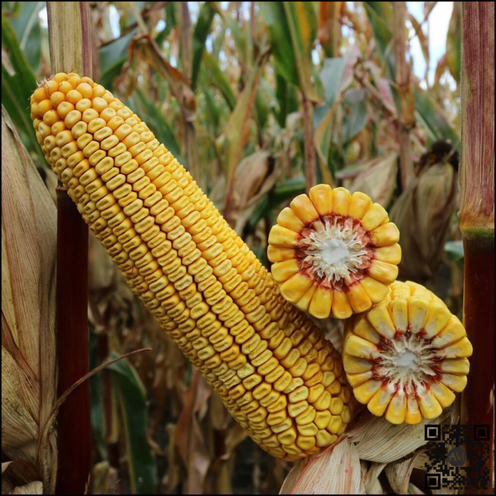 Semințe porumb KWS LEMONDO INITIO grupa FAO 350 [2]