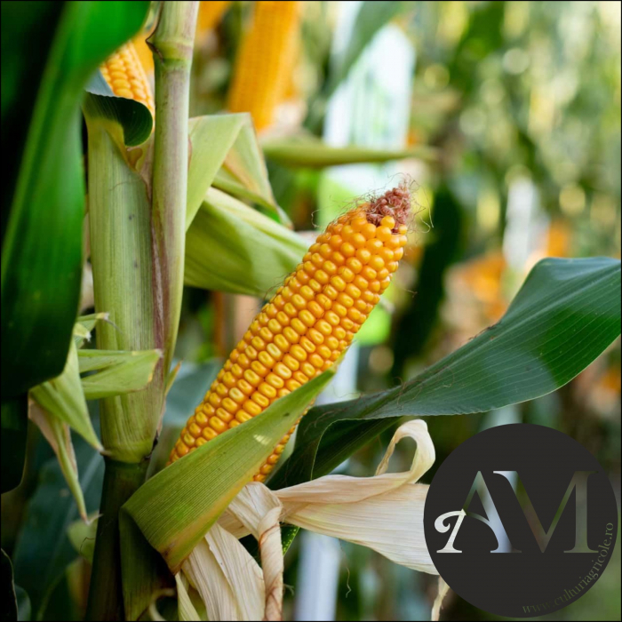 Semințe porumb LID 2020C Boost&Go grupa FAO 250 [2]