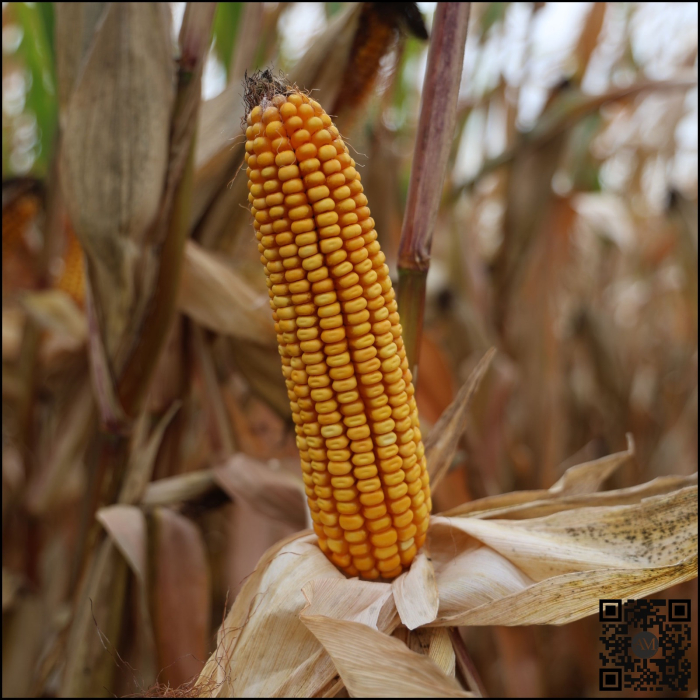 Semințe porumb LID 3223 Boost&Go grupa FAO 350 [2]