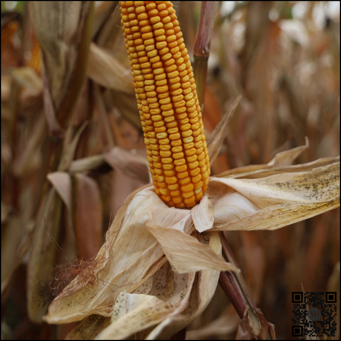 Semințe porumb LID 3223C Boost&Go grupa FAO 350 [2]