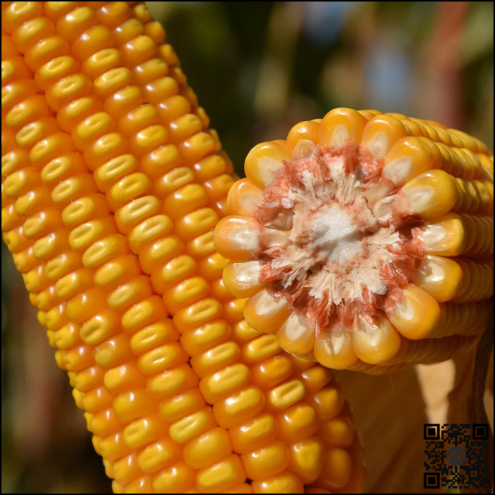 Semințe porumb LID 3306C Boost&Go grupa FAO 280 [2]