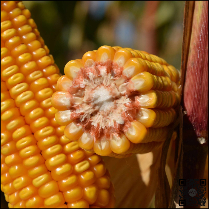 Semințe porumb LID 3306C Boost&Go grupa FAO 280 [2]