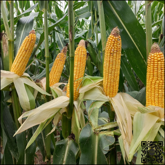 Semințe porumb LID 4409C Boost&Go grupa FAO 380 [2]