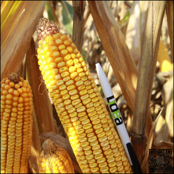 Semințe de porumb LID 5110C Boost&Go grupa FAO 410 [2]