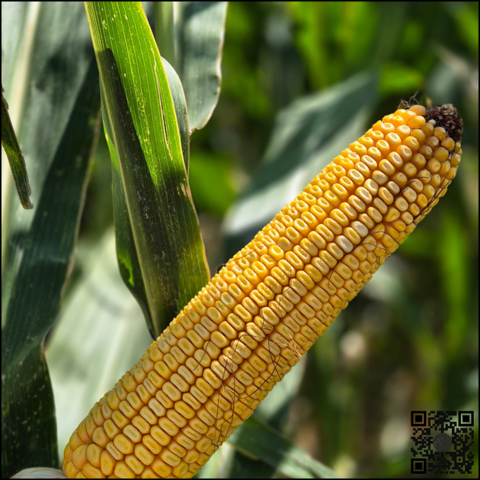 Semințe porumb LID 5410C Boost&Go grupa FAO 420 [2]