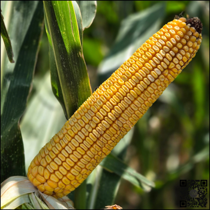 Semințe porumb LID 5410C Boost&Go grupa FAO 420 [2]