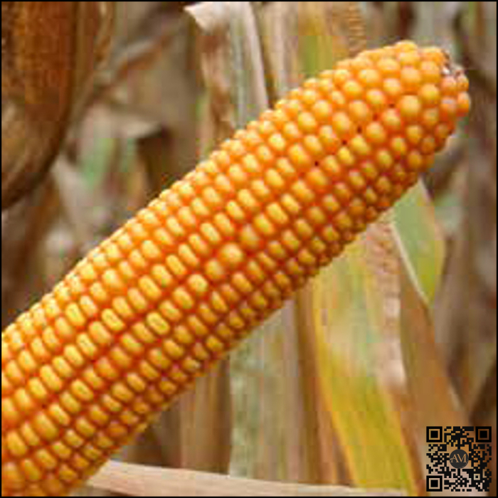 Semințe porumb LOSC grupa FAO 250 [2]