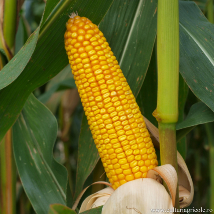 Semințe porumb netratat MAS 24.C grupa FAO 270 [2]