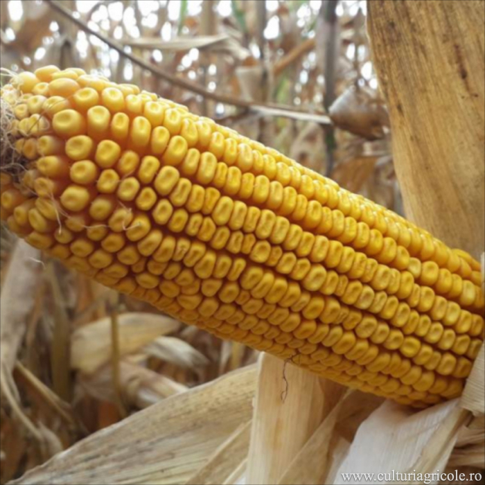 Semințe porumb MAS 300.B grupa FAO 350 [2]