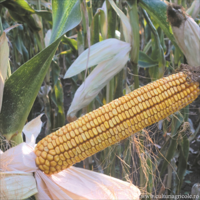 Semințe porumb MAS 37.C grupa FAO 370 [2]