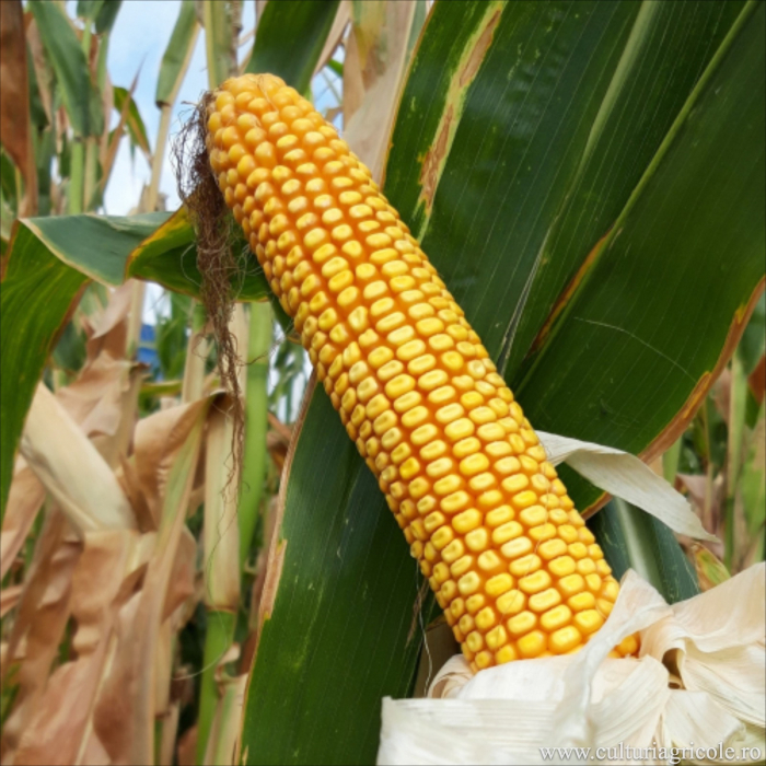 Semințe porumb MAS 377.V grupa FAO 370 [2]