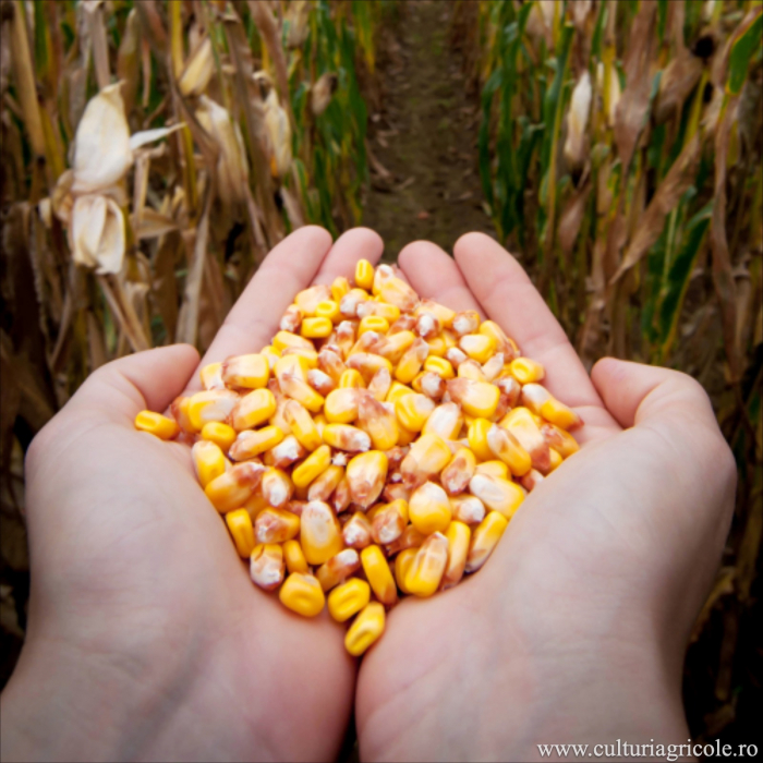 Semințe porumb MAS 43.P grupa FAO 390 [2]