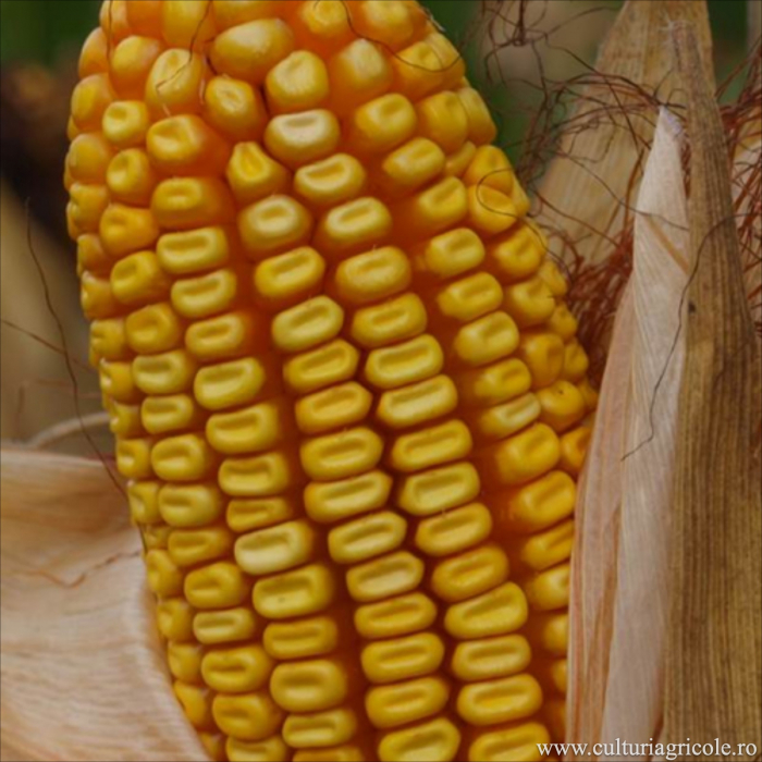 Semințe porumb netratat MAS 48.L grupa FAO 410 [2]