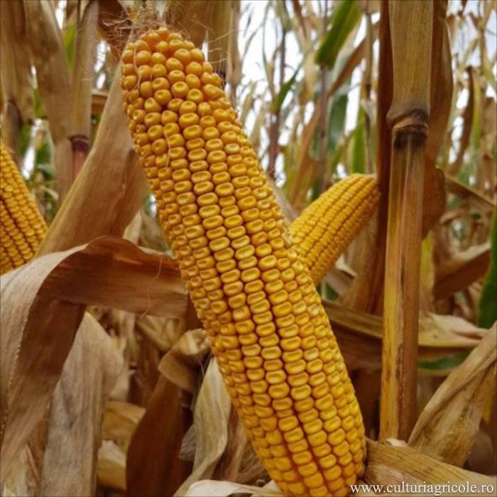 Semințe porumb MAS 59.K grupa FAO 490 [2]