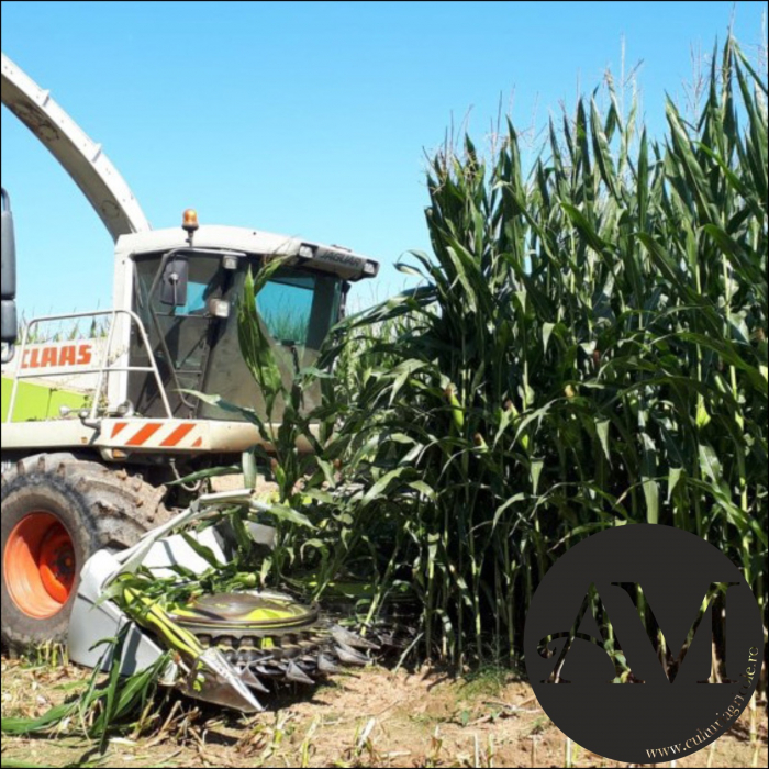 Semințe porumb MIKADO grupa FAO 550 [3]
