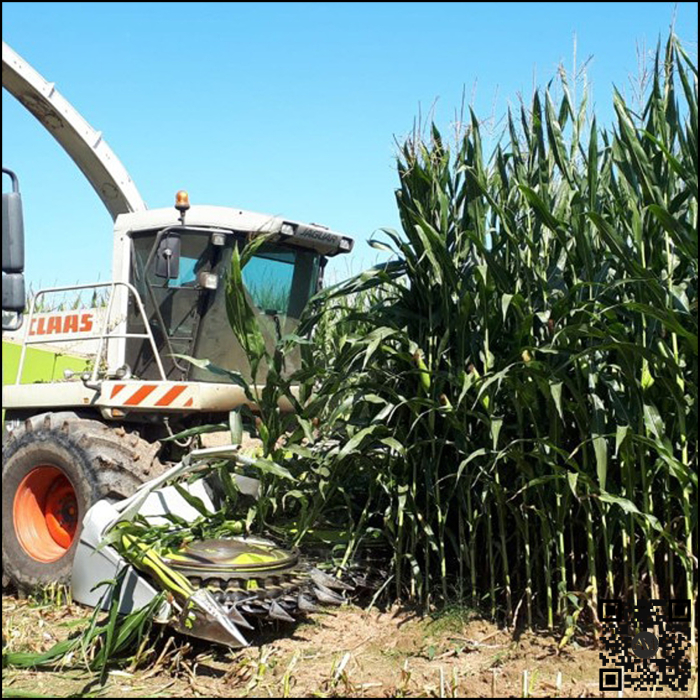 Semințe porumb MIKADO grupa FAO 550 [3]