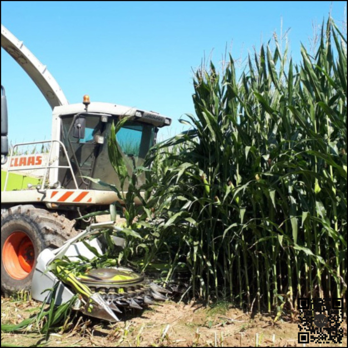 Semințe porumb MIKADO grupa FAO 550 [3]