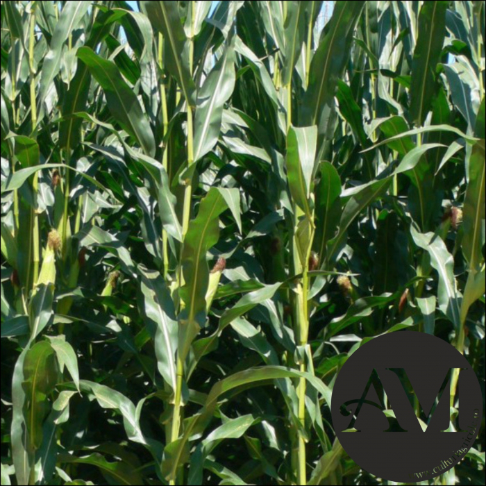 Semințe porumb MIKADO grupa FAO 550 [2]