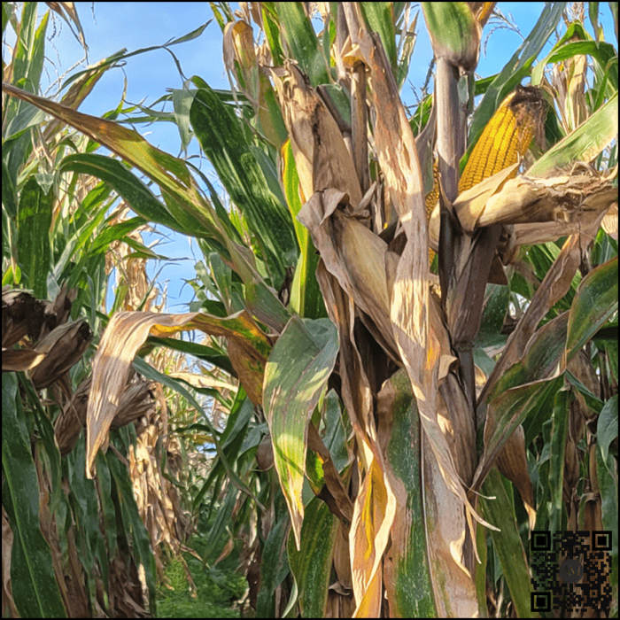 Semințe porumb MULTIPEL grupa FAO 380 [6]