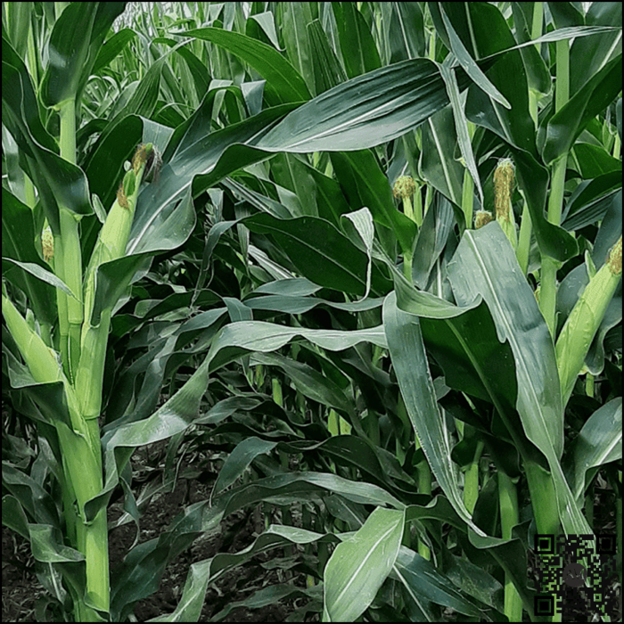 Semințe porumb MULTIPEL grupa FAO 380 [2]