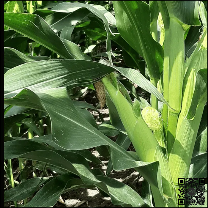 Semințe porumb MULTIPEL grupa FAO 380 [3]