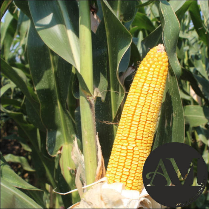 Semințe porumb OS 4014 grupa FAO 420 [3]