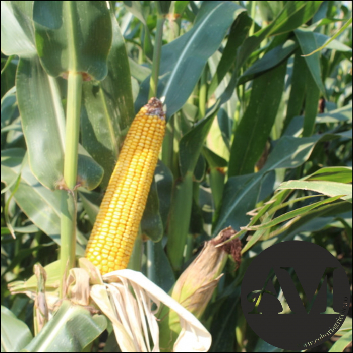 Semințe porumb OS 4014 grupa FAO 420 [2]