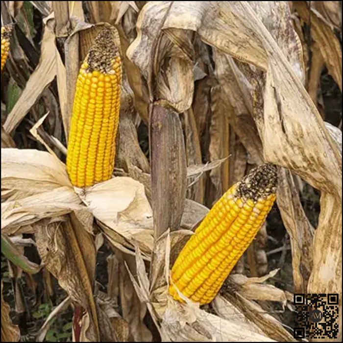 Semințe porumb PIRRO grupa FAO 210 [3]