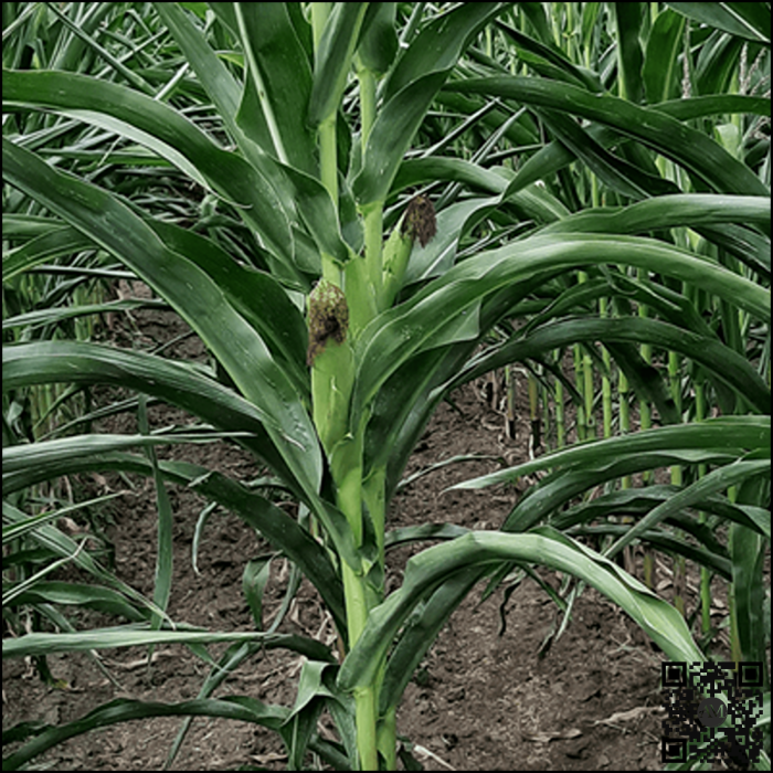 Semințe porumb PIRRO grupa FAO 210 [4]