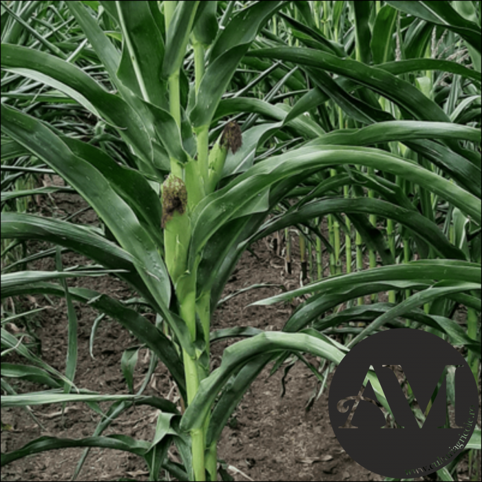 Semințe porumb PIRRO grupa FAO 210 [3]