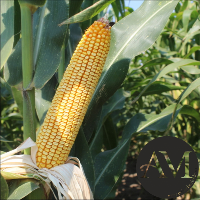 Semințe porumb REPLIK grupa FAO 380 [2]