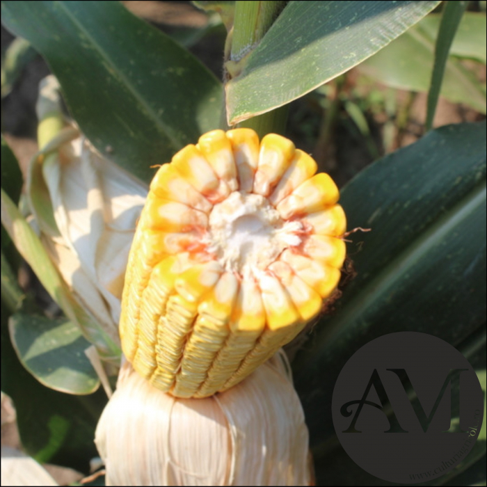 Semințe porumb REPLIK grupa FAO 380 [3]