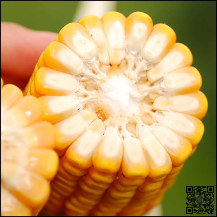 Semințe porumb RONALDINIO grupa FAO 260 [2]