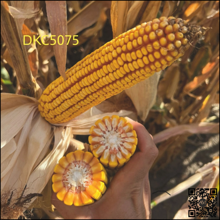 Semințe porumb semi-tardiv DKC5075 netratat grupa FAO 400-440 [2]