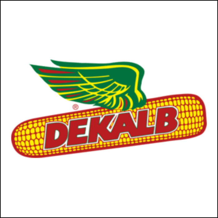 Semințe porumb semi-tardiv DKC5075 netratat grupa FAO 400-440 [1]