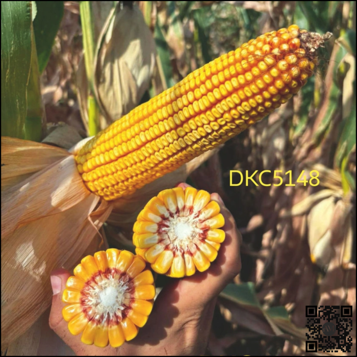 Semințe porumb semi-tardiv DKC5148 grupa FAO 400-440 [2]